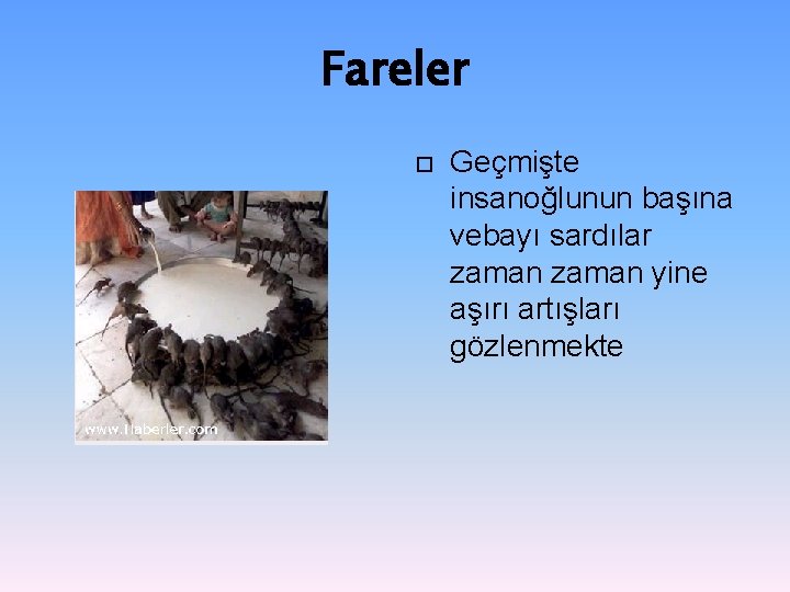 Fareler Geçmişte insanoğlunun başına vebayı sardılar zaman yine aşırı artışları gözlenmekte 