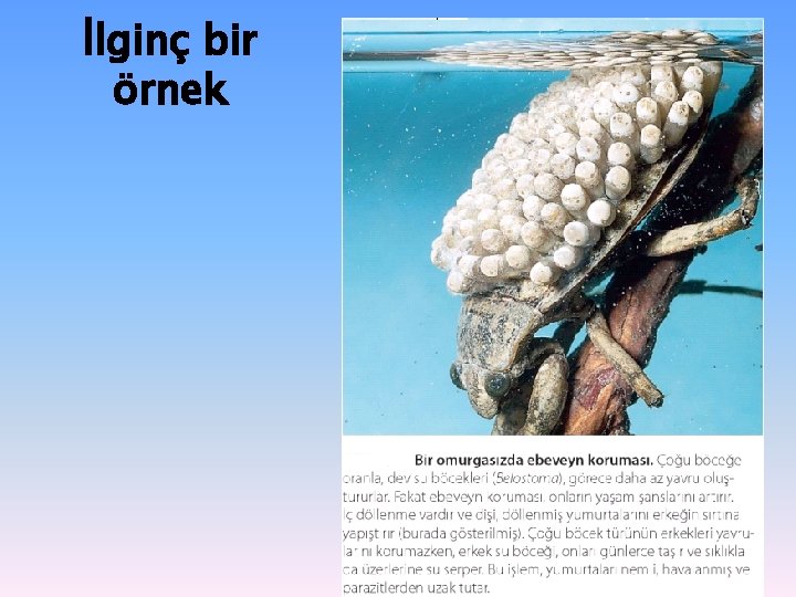 İlginç bir örnek İlginç bir örnek
