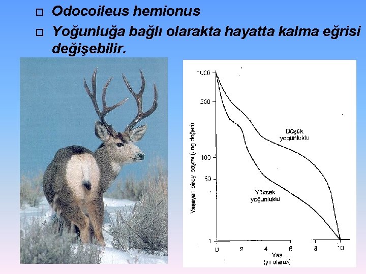 Odocoileus hemionus Yoğunluğa bağlı olarakta hayatta kalma eğrisi değişebilir. Odocoileus hemionus Yoğunluğa bağlı olarakta hayatta kalma eğrisi değişebilir.