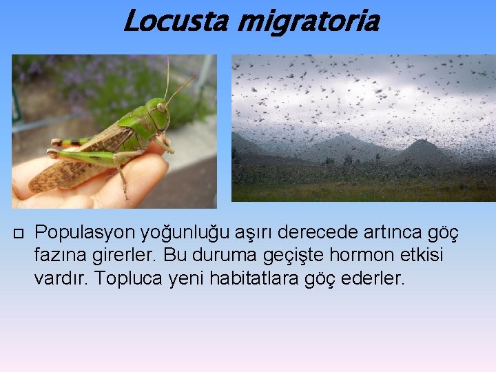 Locusta migratoria Populasyon yoğunluğu aşırı derecede artınca göç fazına girerler. Bu duruma geçişte hormon Locusta migratoria Populasyon yoğunluğu aşırı derecede artınca göç fazına girerler. Bu duruma geçişte hormon