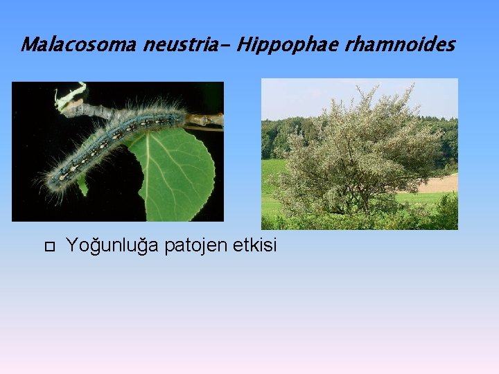 Malacosoma neustria- Hippophae rhamnoides Yoğunluğa patojen etkisi Malacosoma neustria- Hippophae rhamnoides Yoğunluğa patojen etkisi