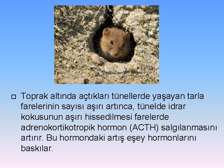 Toprak altında açtıkları tünellerde yaşayan tarla farelerinin sayısı aşırı artınca, tünelde idrar kokusunun Toprak altında açtıkları tünellerde yaşayan tarla farelerinin sayısı aşırı artınca, tünelde idrar kokusunun