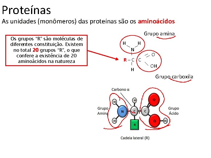 Proteínas As unidades (monômeros) das proteínas são os aminoácidos Os grupos “R” são moléculas