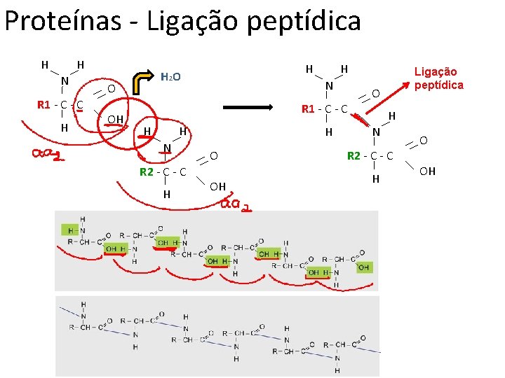 Proteínas - Ligação peptídica H H N R 1 - C H O OH