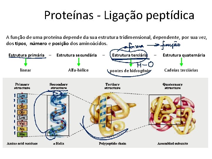 Proteínas - Ligação peptídica A função de uma proteína depende da sua estrutura tridimensional,