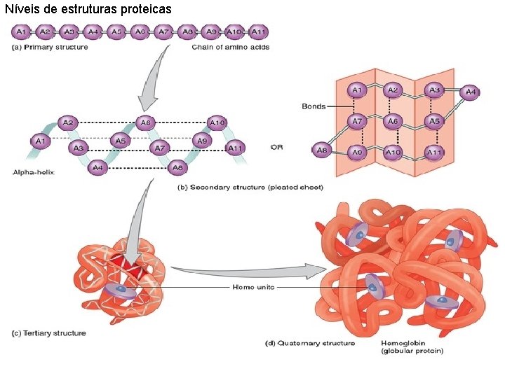 Níveis de estruturas proteicas 