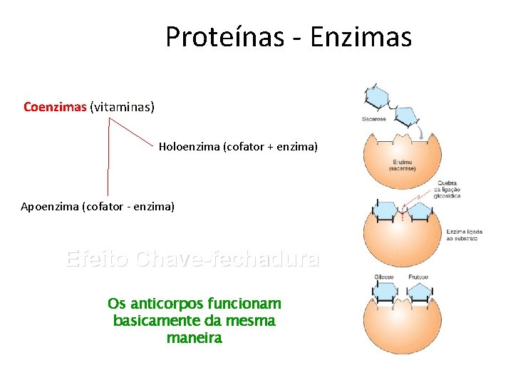 Proteínas - Enzimas Coenzimas (vitaminas) Holoenzima (cofator + enzima) Apoenzima (cofator - enzima) Efeito