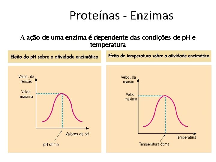 Proteínas - Enzimas A ação de uma enzima é dependente das condições de p.