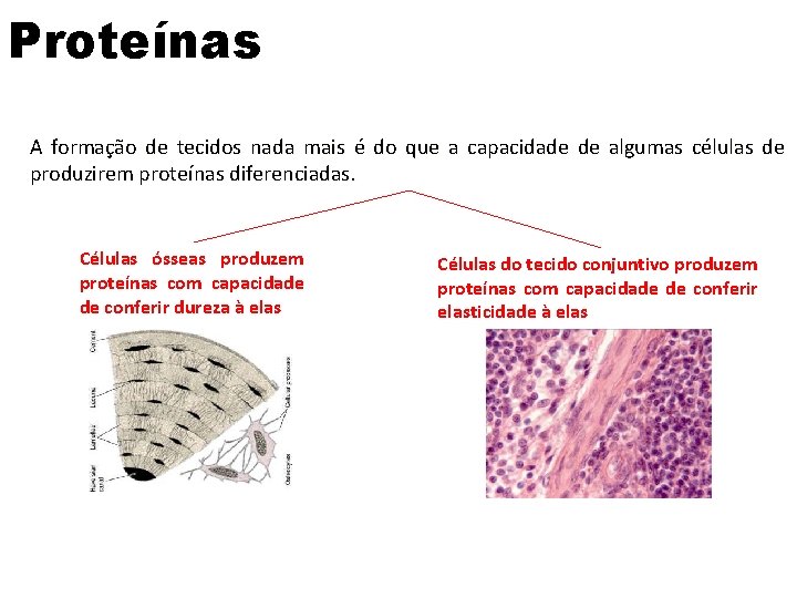 Proteínas A formação de tecidos nada mais é do que a capacidade de algumas