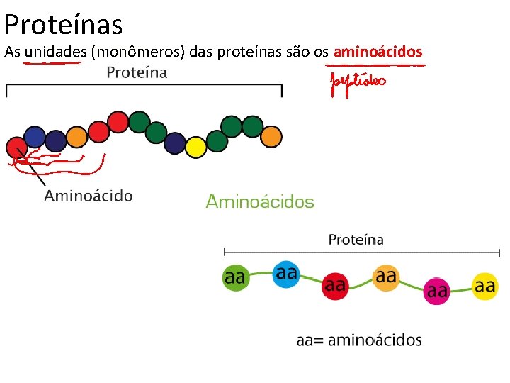 Proteínas As unidades (monômeros) das proteínas são os aminoácidos 