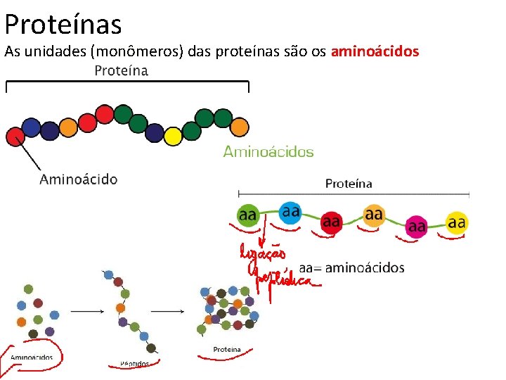 Proteínas As unidades (monômeros) das proteínas são os aminoácidos 