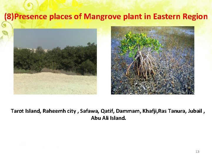 (8)Presence places of Mangrove plant in Eastern Region Tarot Island, Raheemh city , Safawa,