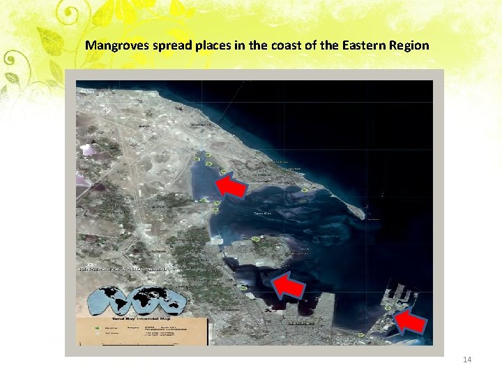 Mangroves spread places in the coast of the Eastern Region 14 