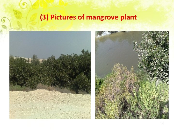 (3) Pictures of mangrove plant 5 