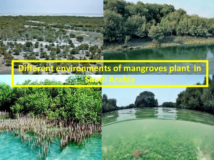 Different environments of mangroves plant in Saudi Arabia 