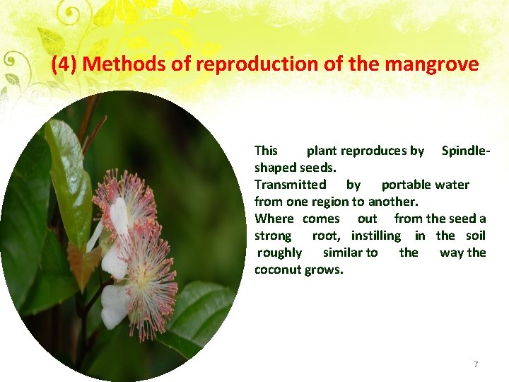 (4) Methods of reproduction of the mangrove This plant reproduces by Spindleshaped seeds. Transmitted