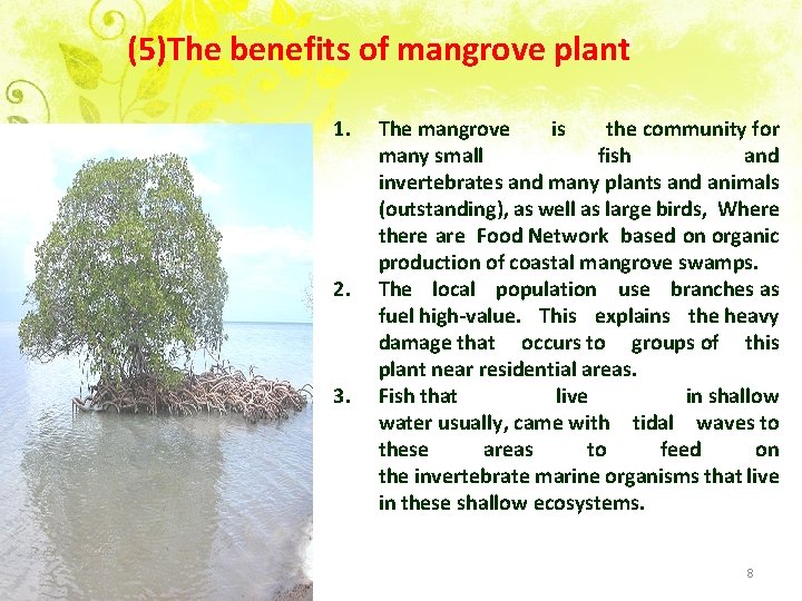 (5)The benefits of mangrove plant 1. 2. 3. The mangrove is the community for