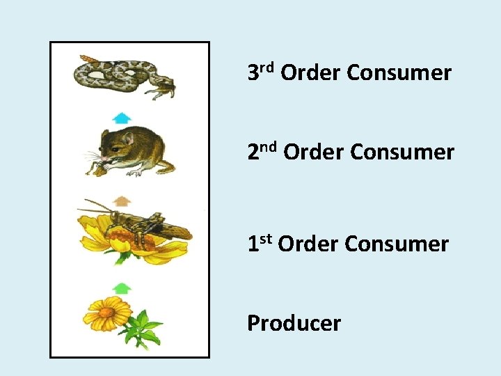 3 rd Order Consumer 2 nd Order Consumer 1 st Order Consumer Producer 
