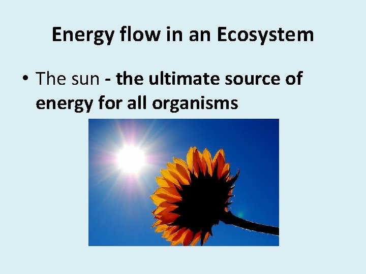 Energy flow in an Ecosystem • The sun - the ultimate source of energy