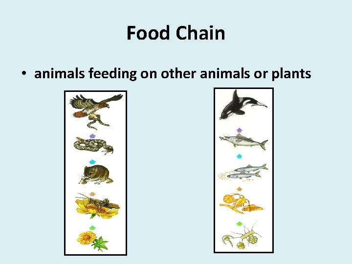 Food Chain • animals feeding on other animals or plants 