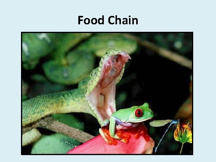 Food Chain Food Chain