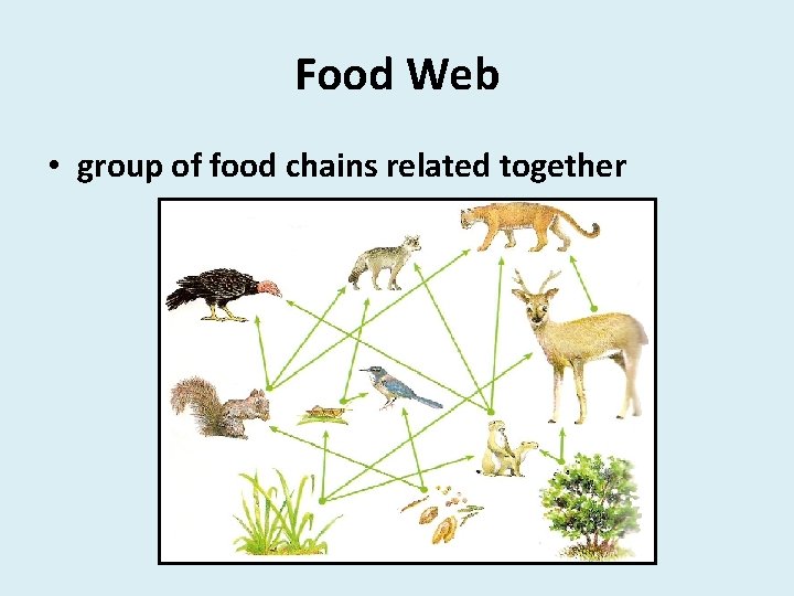 Food Web • group of food chains related together 