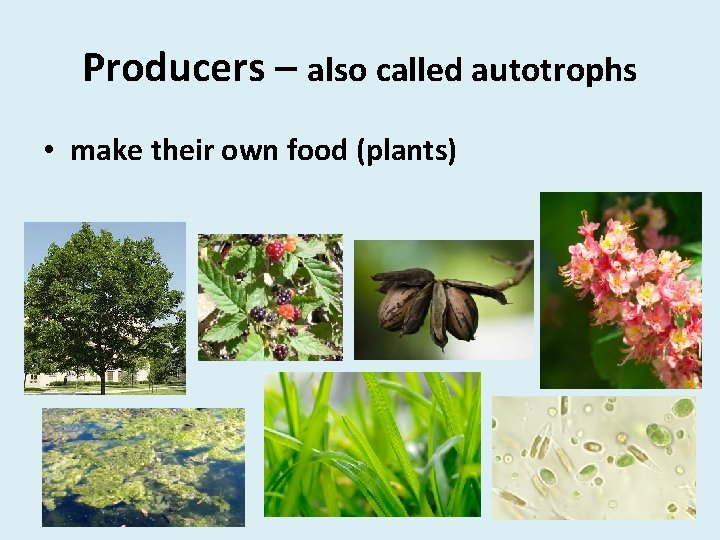 Producers – also called autotrophs • make their own food (plants) 