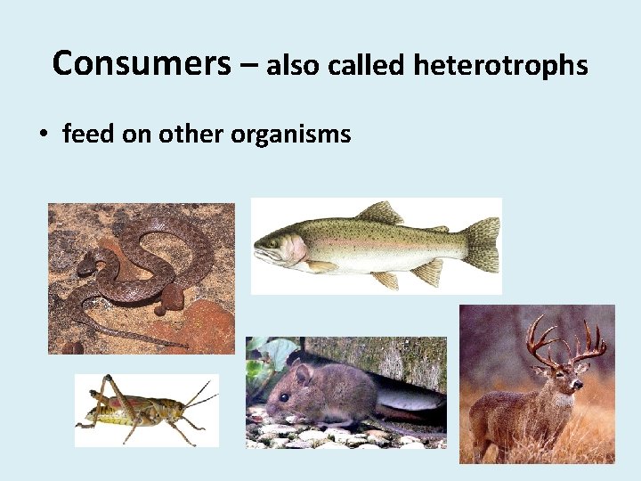 Consumers – also called heterotrophs • feed on other organisms 