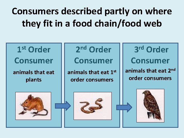 Consumers described partly on where they fit in a food chain/food web 1 st
