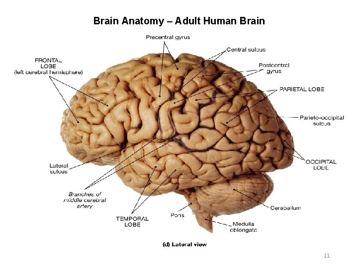 Brain Anatomy – Adult Human Brain 11 