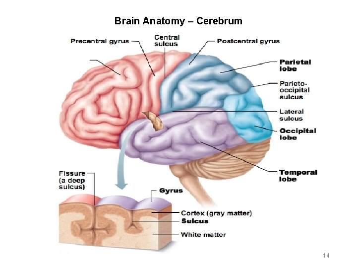 Brain Anatomy – Cerebrum 14 