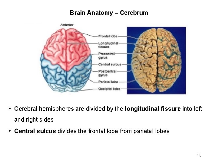 Brain Anatomy – Cerebrum • Cerebral hemispheres are divided by the longitudinal fissure into