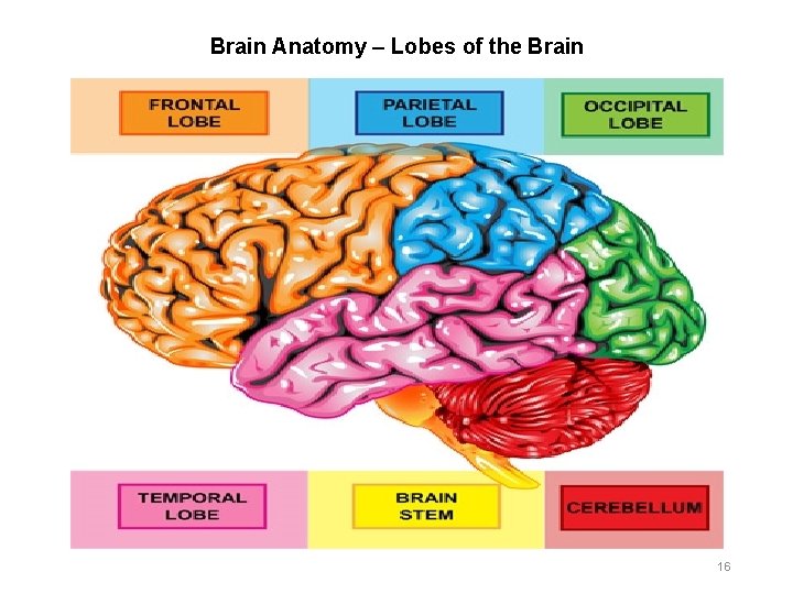 Brain Anatomy – Lobes of the Brain 16 