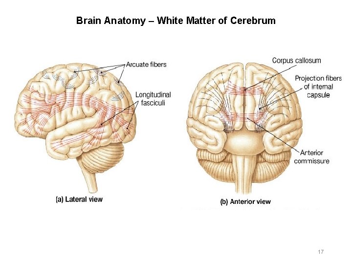 Brain Anatomy – White Matter of Cerebrum 17 