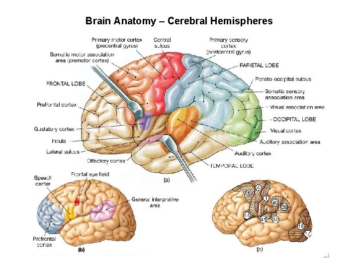 Brain Anatomy – Cerebral Hemispheres 18 