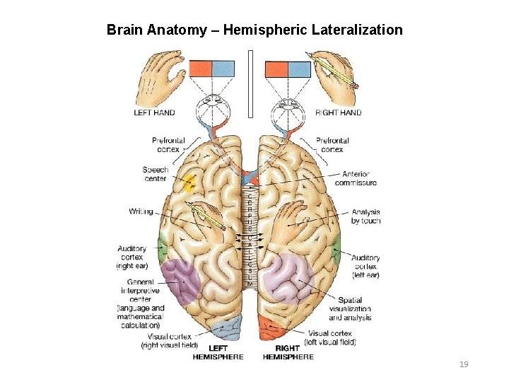 Brain Anatomy – Hemispheric Lateralization 19 
