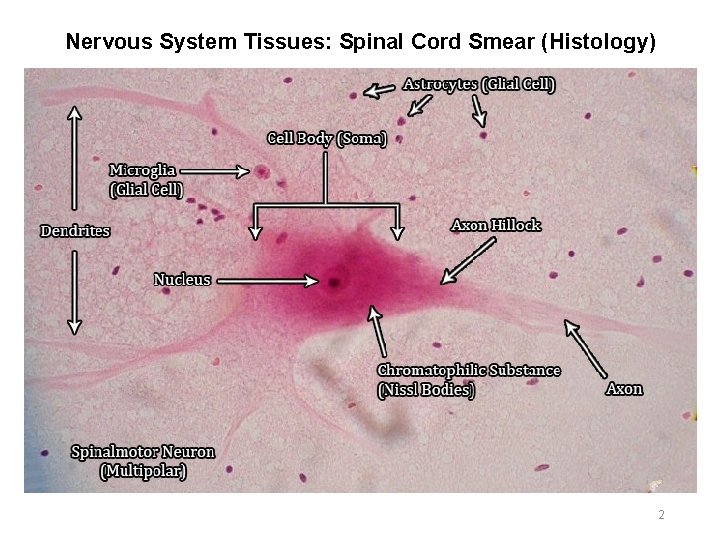 Nervous System Tissues: Spinal Cord Smear (Histology) 2 