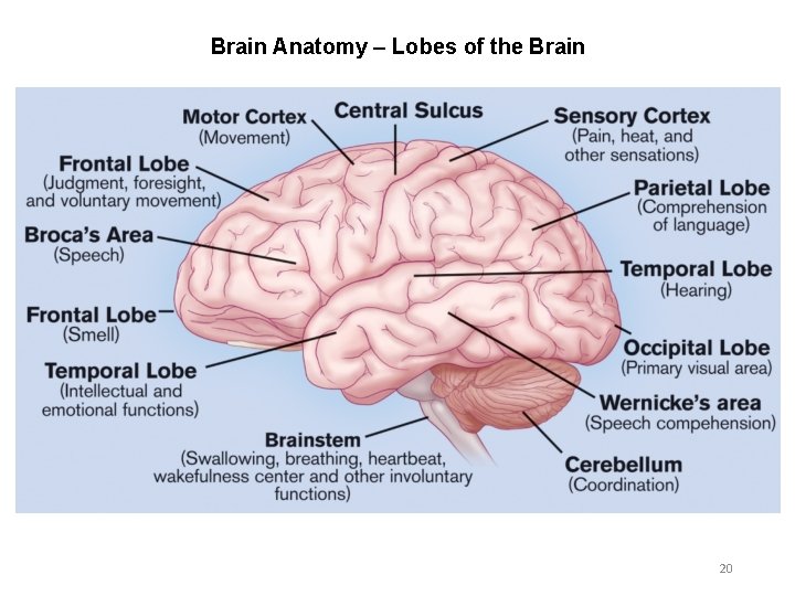 Brain Anatomy – Lobes of the Brain 20 