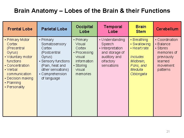 Brain Anatomy – Lobes of the Brain & their Functions Frontal Lobe • Primary