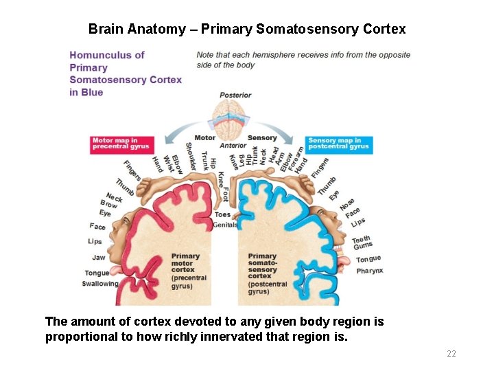 Brain Anatomy – Primary Somatosensory Cortex The amount of cortex devoted to any given