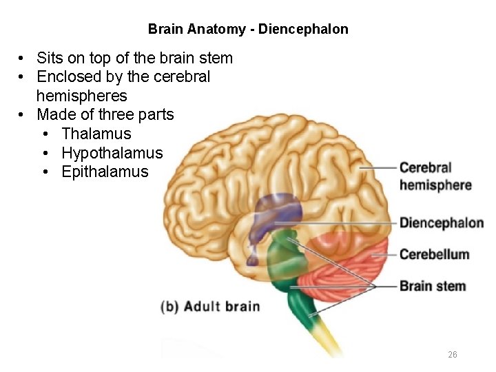 Brain Anatomy - Diencephalon • Sits on top of the brain stem • Enclosed