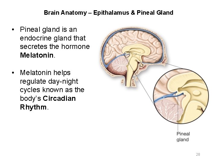 Brain Anatomy – Epithalamus & Pineal Gland • Pineal gland is an endocrine gland