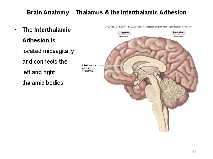 Brain Anatomy – Thalamus & the Interthalamic Adhesion • The Interthalamic Adhesion is located