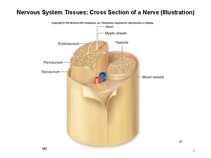 Nervous System Tissues: Cross Section of a Nerve (Illustration) 3 