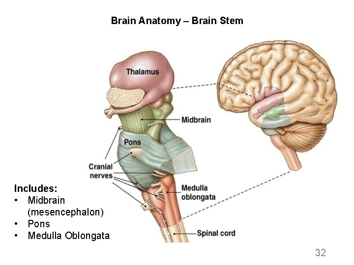 Brain Anatomy – Brain Stem Includes: • Midbrain (mesencephalon) • Pons • Medulla Oblongata