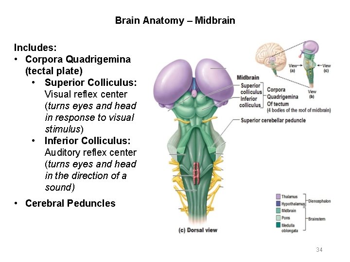 Brain Anatomy – Midbrain Includes: • Corpora Quadrigemina (tectal plate) • Superior Colliculus: Visual