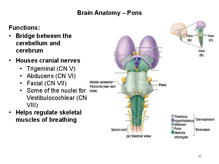 Brain Anatomy – Pons Functions: • Bridge between the cerebellum and cerebrum • Houses