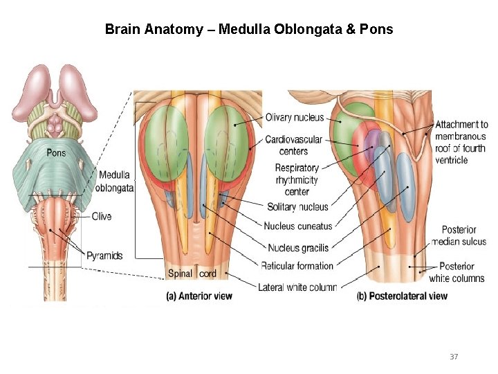 Brain Anatomy – Medulla Oblongata & Pons 37 