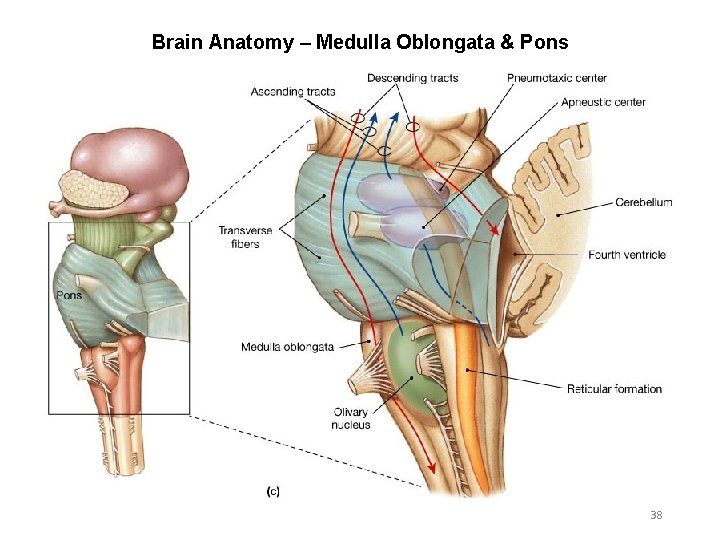 Brain Anatomy – Medulla Oblongata & Pons 38 