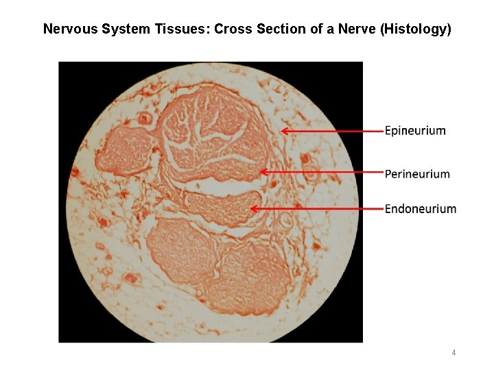 Nervous System Tissues: Cross Section of a Nerve (Histology) 4 